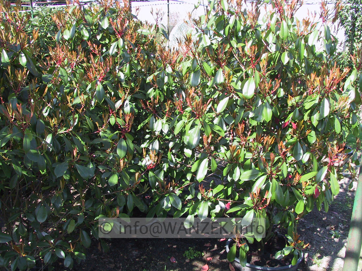 Photinia fraseri Red Robin - Sol2.JPG